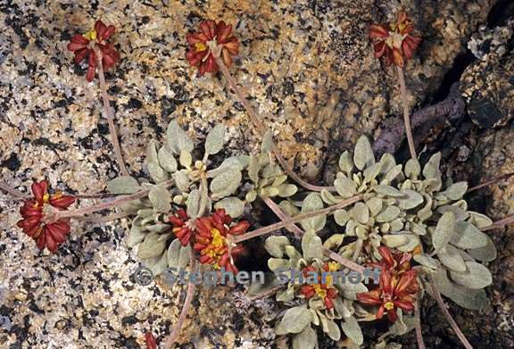 eriogonum incanum 6graphic